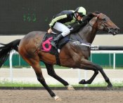 Jockey Danny Beasley and Terminator on their way to victory in Race 9 on Sunday.<br>Photo by Singapore Turf Club